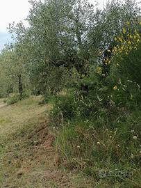 Oliveto alta maremma
