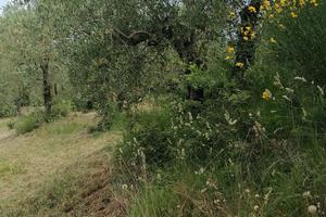 Oliveto alta maremma