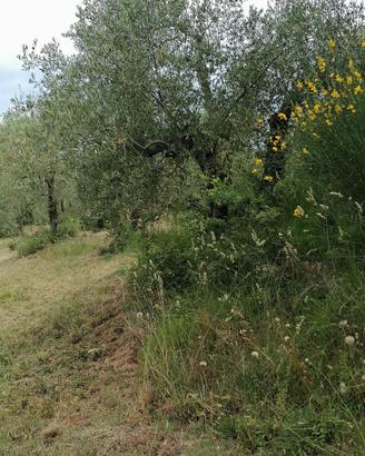 Oliveto alta maremma