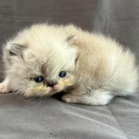 Cuccioli persiani bluepount