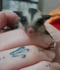 Petauro dello zucchero