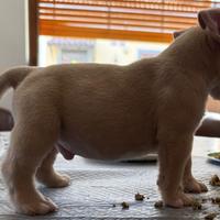 American Bully Pocket