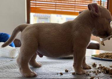 American Bully Pocket