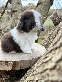 Conigli arieti minilop