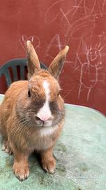 Coniglio maschio di 3 mesi