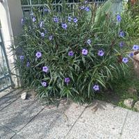 piante da fiore a cespuglio 