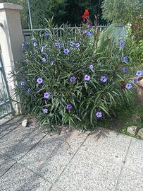 piante da fiore a cespuglio 