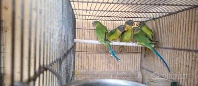 Parrocchetti testa di prugna