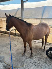 Cavalla prezzo trattabile