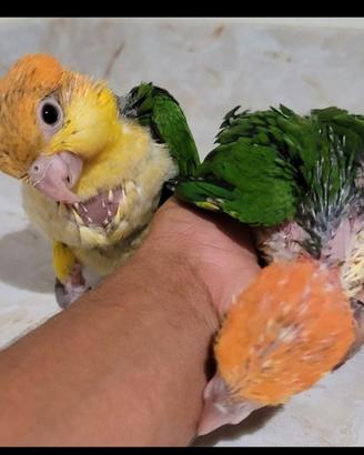 Baby caicchi e conuri del sole