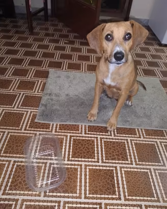 Cagnolina smarrita a Catania (Via Tirreno)