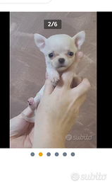 Chihuahua cucciole