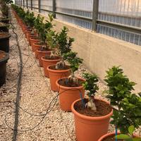 Bonsai ficus microcarpa - FOTO REALI