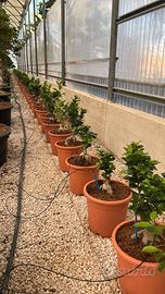 Bonsai ficus microcarpa - FOTO REALI