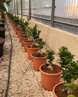 Bonsai ficus microcarpa - FOTO REALI