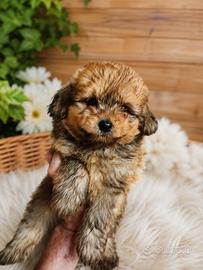 Cuccioli di Pomapoo