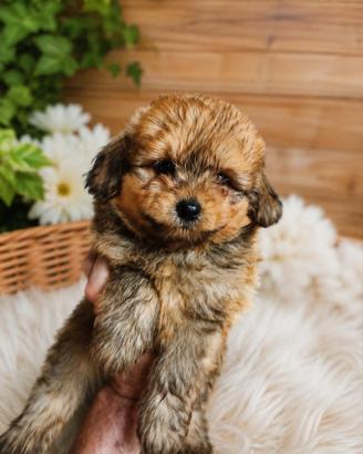 Cuccioli di Pomapoo