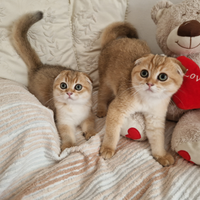 Cuccioli scottish fold e straight