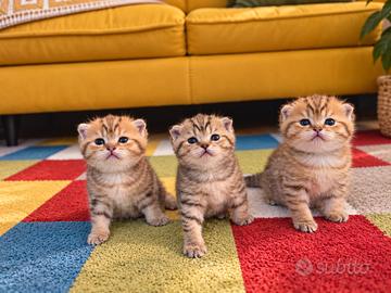 Cuccioli gattini scottish fold e bristish shorthai