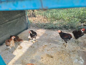Due coppie Araucana Marzo 26