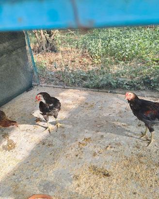 Due coppie Araucana Marzo 26