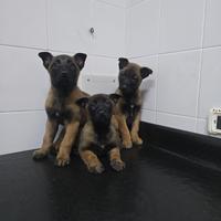 Pastore belga malinois