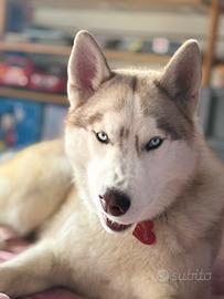 Husky maschio 3 anni