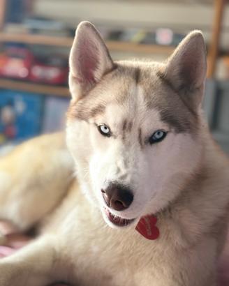 Husky maschio 3 anni