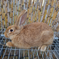 Coniglio maschio fulvo di borgogna