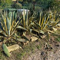 Piante di agave americana variegata