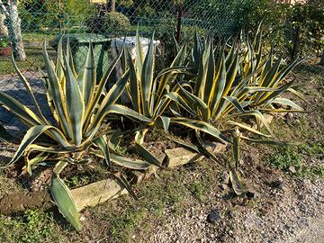 Piante di agave americana variegata