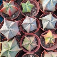 Piante grasse da collezione