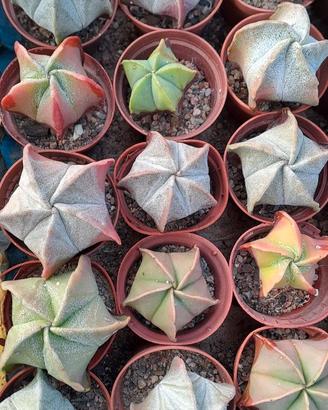 Piante grasse da collezione