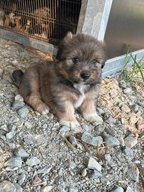 Cuccioli di cane