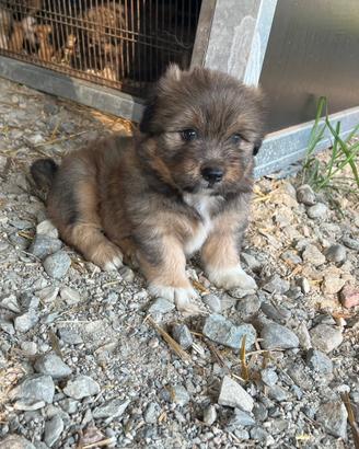Cuccioli di cane