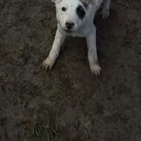 Cuccioli cani