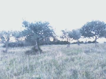 Terreno oliveto martis