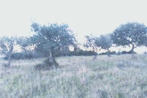 Terreno oliveto martis