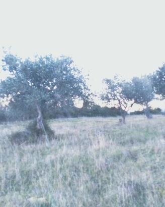 Terreno oliveto martis