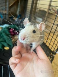Ratto domestico