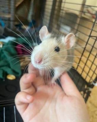 Ratto domestico