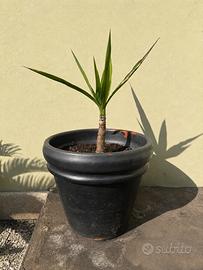 Yucca