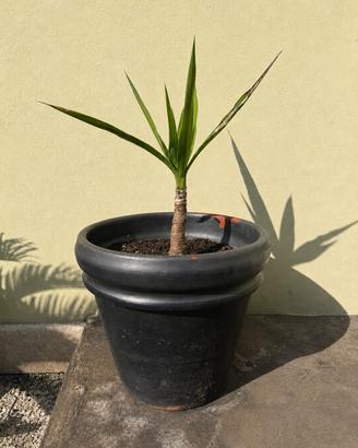 Yucca