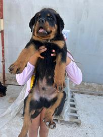 Cuccioli di Rottweiler