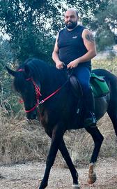 Cavallo PSI castrone