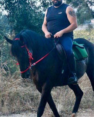 Cavallo PSI castrone