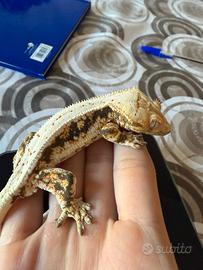 Geco ciliatus