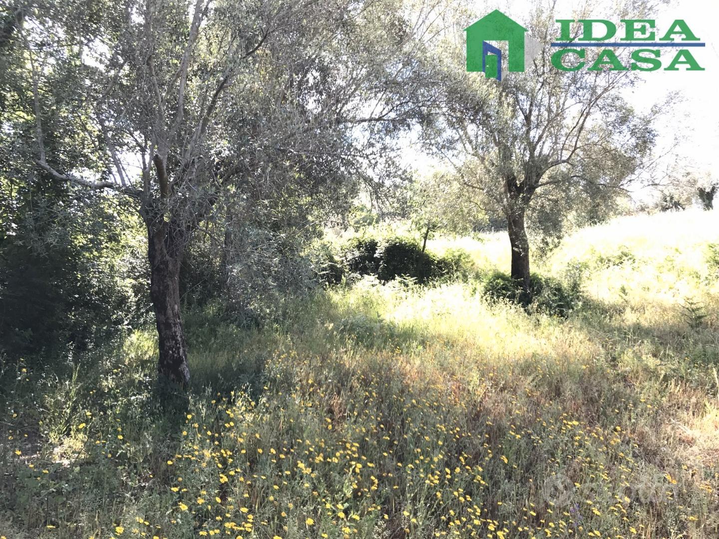 4.203 Mq terreno Agricolo - Vista 4
