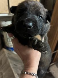 Cuccioli Pastore Belga Malinois