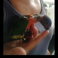 Lory lori allevati a mano